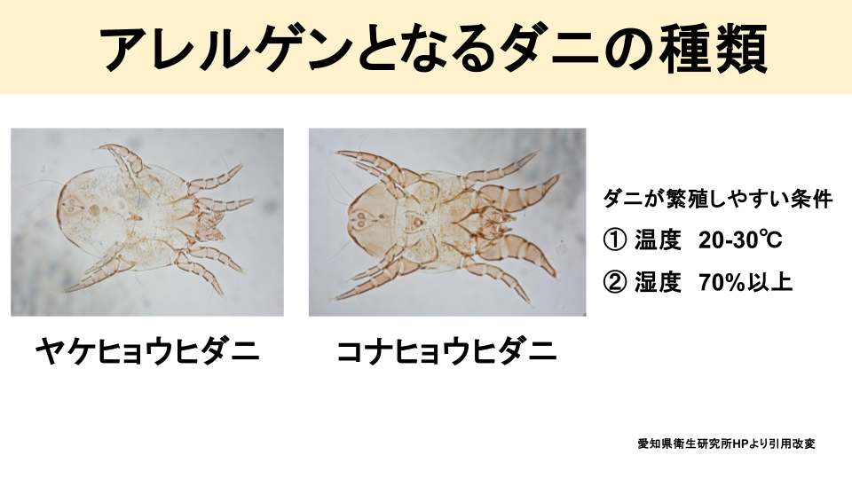 ダニアレルゲンの特徴