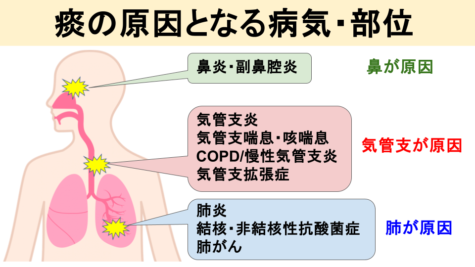 痰はどこからやってくる？