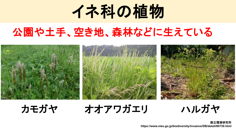 イネ科