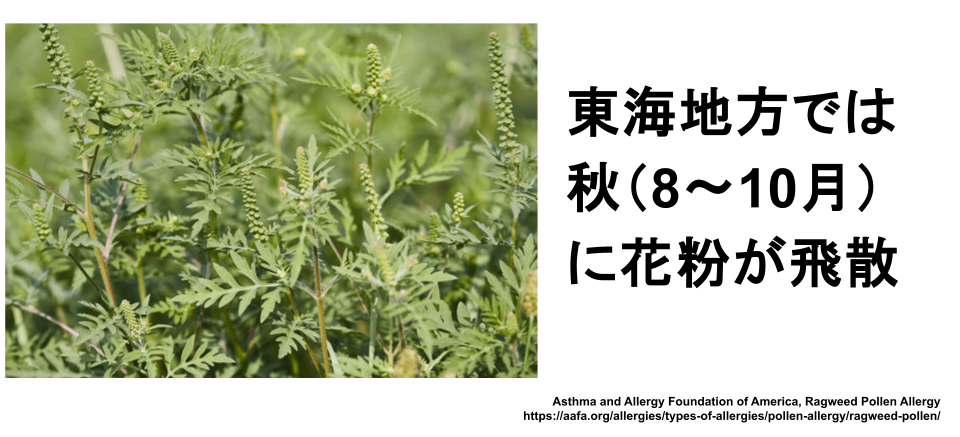 ブタクサ・ヨモギ